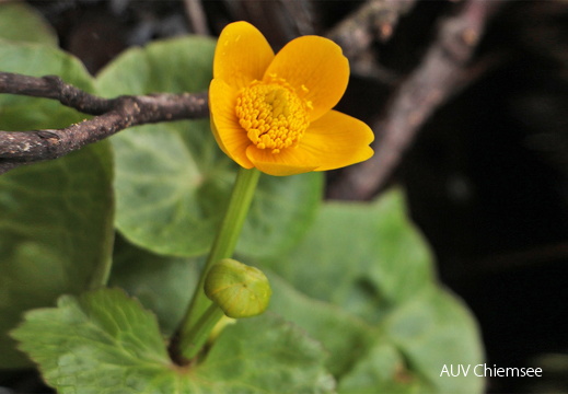 Sumpfdotterblume