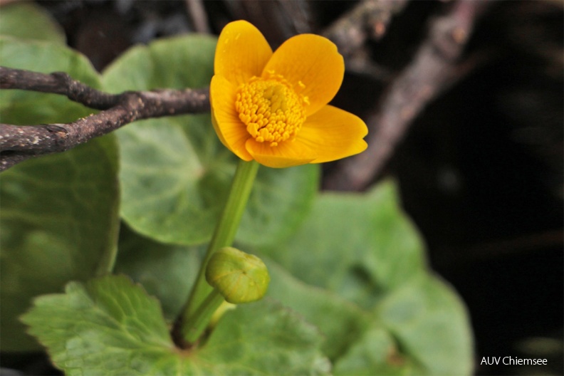 Sumpfdotterblume
Mit einem Klick! zur Fotogeschichte mit weiteren Bildern
Samerberger Filze / 10. März 2019 / Foto: Dagmar Haitzinger
AktNatBeo-190310-dh-18_Sumpfdotterblume-Einzelbluete-1140pix.JPG