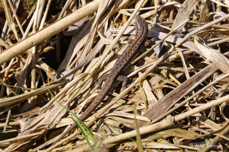 Waldeidechse (Zootoca vivipara)
Mit einem Klick! zur Fotogeschichte mit weiteren Bildern
Hirschauer Bucht / 23. März 2019 / Foto: Hans Wolf
AktNatBeo-190323-hw-03_Eidechse_Hirschauer_Bucht_03_2019_8C3A1385.jpg