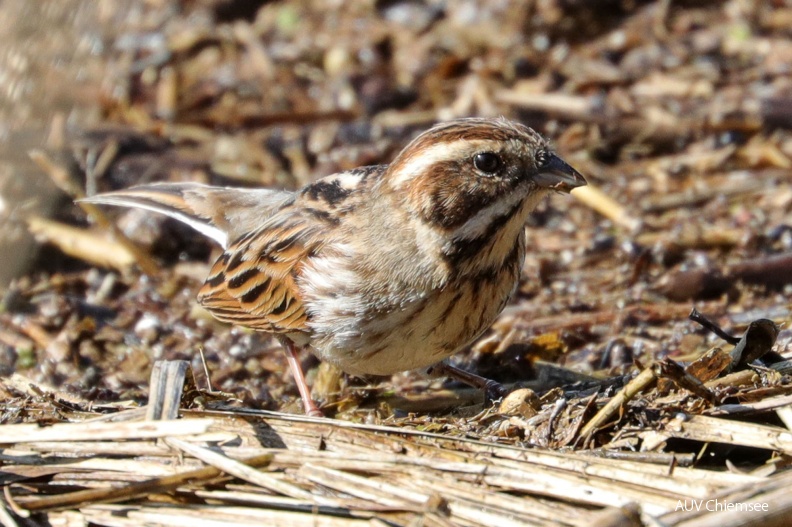 Rohrammer - Weibchen
Mit einem Klick! zur Fotogeschichte mit weiteren Bildern
Hirschauer Bucht / 23. März 2019 / Foto: Hans Wolf
AktNatBeo-190323-hw-05_Rohrammer_Weibchen_Hirschauer_Bucht_03_2019_8C3A1403.jpg