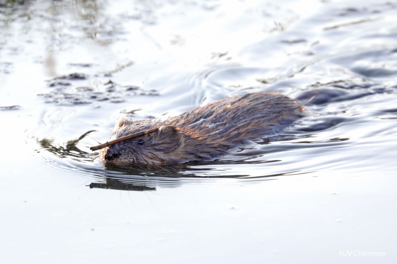 AktNatBeo-190323-hw-10_Bisamratte_Hirschauer_Bucht_03_2019_8C3A1643.jpg