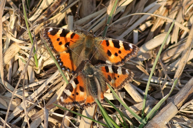 AktNatBeo-190323-hw-08_Kleiner_Fuchs_Falter_Hirschauer_Bucht_03_2019_8C3A1677.jpg