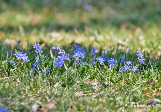 Blaustern