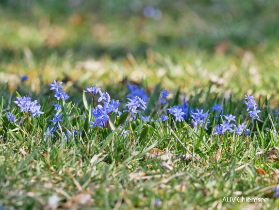 Blaustern