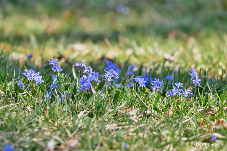 Blaustern
Mit einem Klick! zur Fotogeschichte mit weiteren Bildern
Schafwaschener Bucht/ 24.03.2019 / Foto: Johannes Almer
AktNatBeo-190324-ja-01_Blaustern-1140pix.jpg