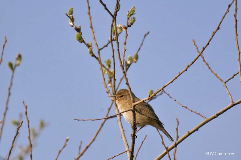 ZilpZalp
Mit einem Klick! zur Fotogeschichte mit weiteren Bildern
Schafwaschener Bucht/ 24.03.2019 / Foto: Johannes Almer
AktNatBeo-190324-ja-09_ZilpZalp-1140pix.jpg