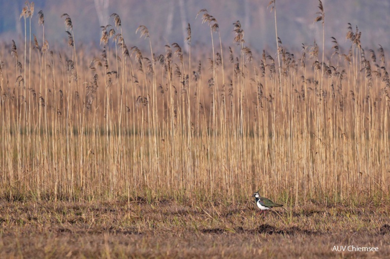 Kiebitz
Mit einem Klick! zur Fotogeschichte mit weiteren Bildern
Schafwaschener Bucht/ 24.03.2019 / Foto: Johannes Almer
AktNatBeo-190324-ja-03_Kiebitz-1140pix.jpg