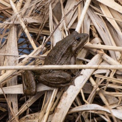 Wasserfrosch