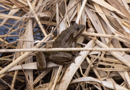 Wasserfrosch