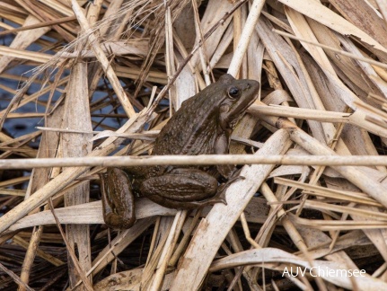 Wasserfrosch