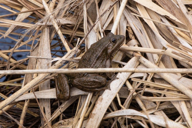 Wasserfrosch kriecht aus seinem Winterquartier
Mit einem Klick! zur Fotogeschichte mit weiteren Bildern
Naturbeobachtungsturm Hirschauer Bucht / 28. März 2019 / Foto: Andreas Hartl
AktNatBeo-190328-ah-Wasserfrosch_kriecht_aus_seinem_winterquartier_HB.jpg