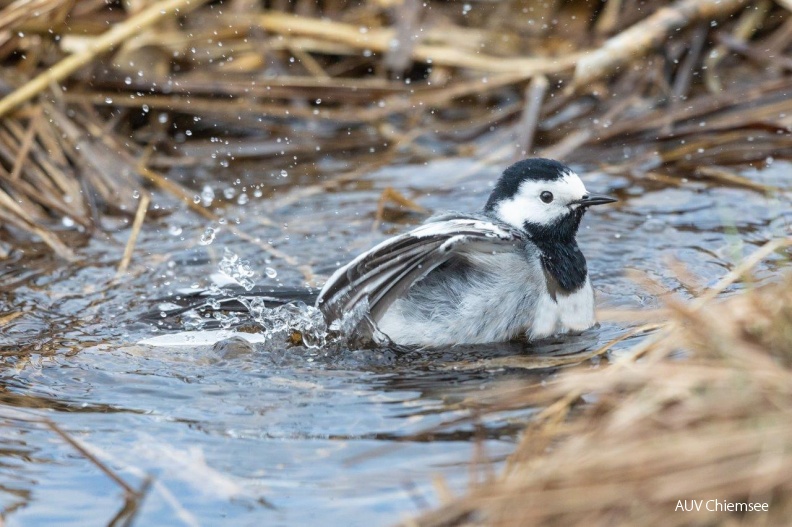 Bachstelze
Mit einem Klick! zur Fotogeschichte mit weiteren Bildern
Naturbeobachtungsturm Hirschauer Bucht / 28. März 2019 / Foto: Andreas Hartl
AktNatBeo-190328-ah-Bachstelz_HB.jpg