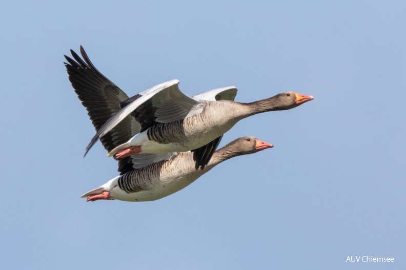 Graugänse
Mit einem Klick! zur Fotogeschichte mit weiteren Bildern
Naturbeobachtungsturm Hirschauer Bucht / 28. März 2019 / Foto: Andreas Hartl
AktNatBeo-190328-ah-Graugaense_HB.jpg
