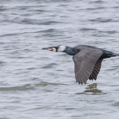 Kormoran