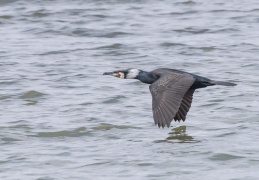 Kormoran