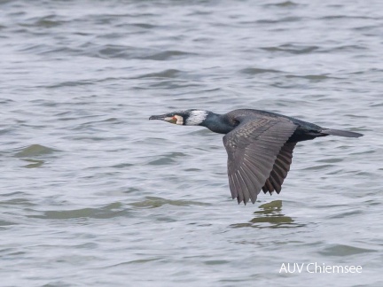 Kormoran