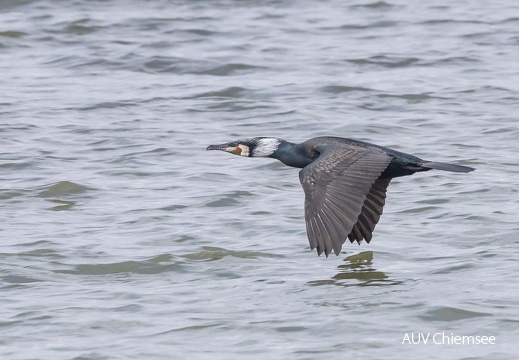 Kormoran
