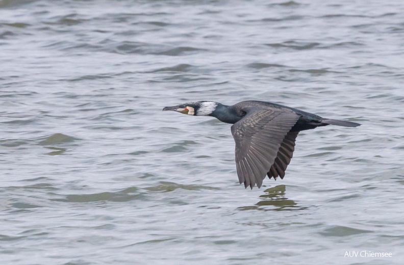Kormoran im Prachtkleid
Mit einem Klick! zur Fotogeschichte mit weiteren Bildern
Naturbeobachtungsturm Hirschauer Bucht / 28. März 2019 / Foto: Andreas Hartl
AktNatBeo-190328-ah-Kormoran_im_Prachtkleid_HB.jpg
