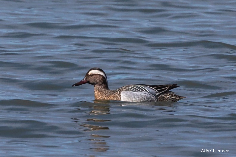 Knäkente
Mit einem Klick! zur Fotogeschichte mit weiteren Bildern
Naturbeobachtungsturm Hirschauer Bucht / 28. März 2019 / Foto: Andreas Hartl
AktNatBeo-190328-ah-Knaekente_HB.jpg