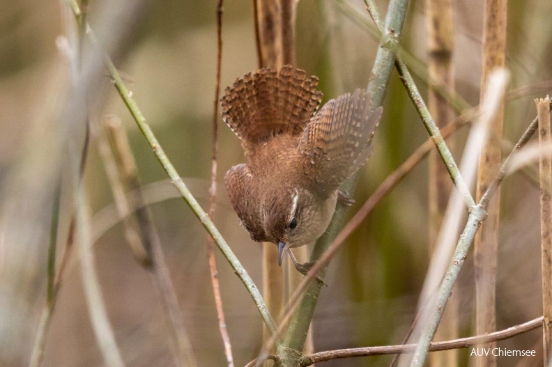 imponierender Zaunkönig
Mit einem Klick! zur Fotogeschichte mit weiteren Bildern
Naturbeobachtungsturm Hirschauer Bucht / 28. März 2019 / Foto: Andreas Hartl
AktNatBeo-190328-ah-imponierender_Zaunkoenig_HB.jpg
