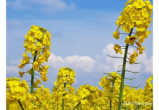 Rapsblume