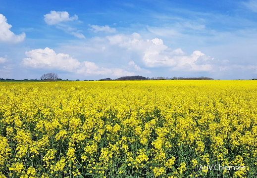 Rapsfeld