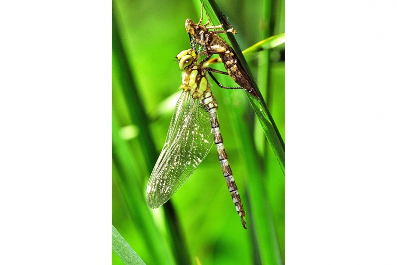 Blaugrüne Mosaikjungfer (Aeshna cyanea)
Die Blaugrüne Mosaikjungfer (Aeshna cyanea, engl. Southern Hawker) gehört zu den Großlibellen. Sie ruht sich nur selten von ihren Patrouillenflügen aus.
Foto: Andreas Hartl
UF - Station Urfahrn
UF-1_Blgr_Mosaikjungfer(Ha)-1140pix.jpg