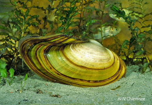 Teichmuschel 