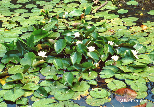 Weiße Seerose