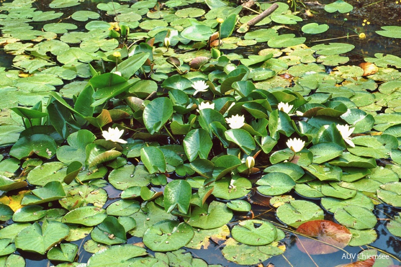 Weiße Seerose (Nymphaea alba)
Neben der häufigen gelbblühenden Teichrose kommt die empfindlichere weiße Seerose (Nymphaea alba, engl. White Water-lily) im Chiemsee nur noch im Irschener Winkel bei Bernau vor.
Foto: Michael Lohmann
UF - Station Urfahrn
UF-1_Weiße-Seerose(Lo)-1140pix.jpg