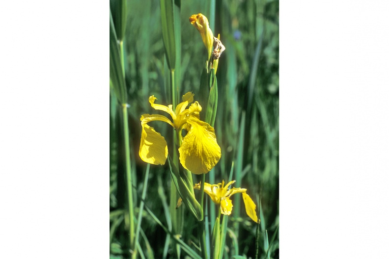 Sumpf-Schwertlilie (Iris pseudacorus)
Die gelben Blüten der Sumpf-Schwertlilie (Iris pseudacorus, engl. Yellow Iris) sind an den Ufern des Chiemsees im Frühsommer kaum zu übersehen.
Foto: Johann Zimmermann
UF - Station Urfahrn
UF-1_Wasserschwertlilie(Zi)-1140pix.jpg