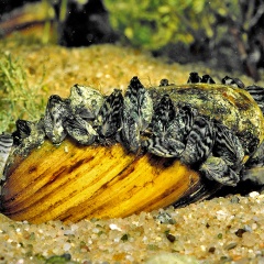 Malermuschel mit Wandermuschel