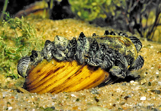 Malermuschel mit Wandermuschel