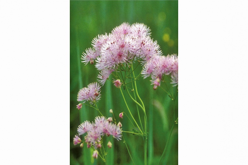 Akeleiblättrige Wiesenraute (Thalictrum aquifolium)
Von Mai bis Juli blüht die Akeleiblättrige Wiesenraute (Thalictrum aquifolium, engl. Dwarf Meadowrue) auf den Streuwiesen.
Foto: Burghardt
UF - Station Urfahrn
UF_1-Wiesenraute-1140pix.jpg