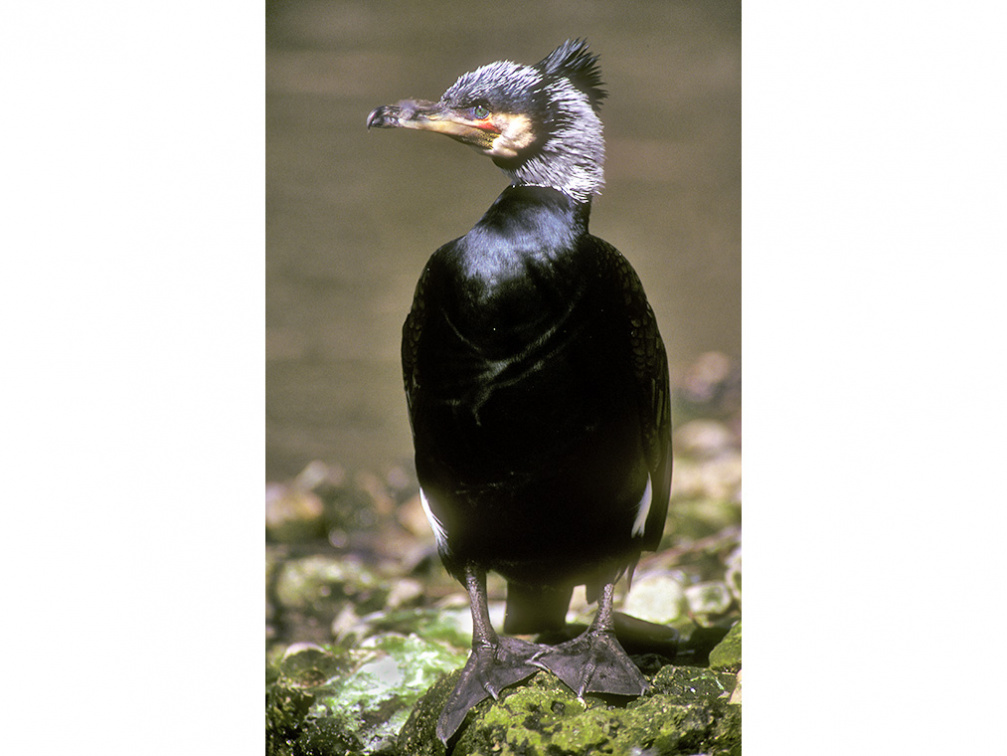 Kormoran