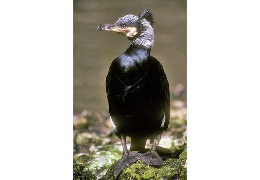 Kormoran