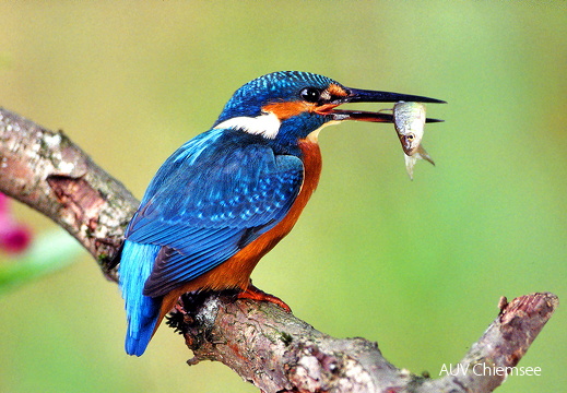 Eisvogel