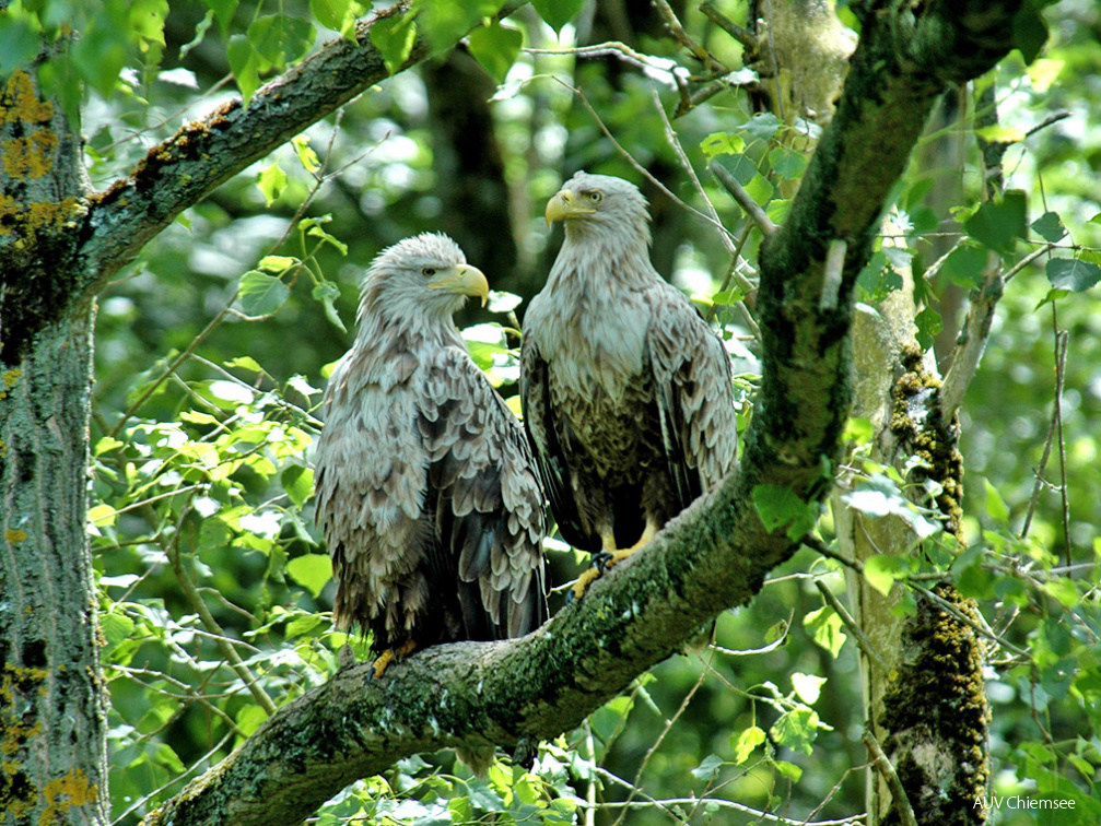 Seeadler