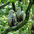 Seeadler