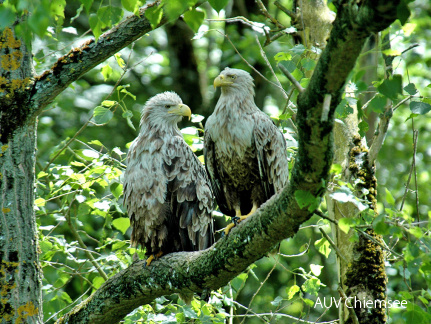 Seeadler