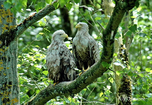 Seeadler