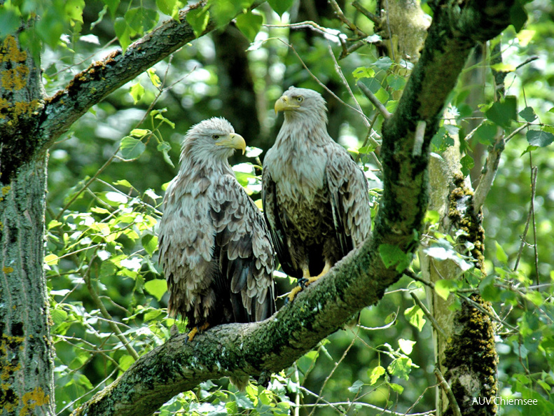 Seeadler