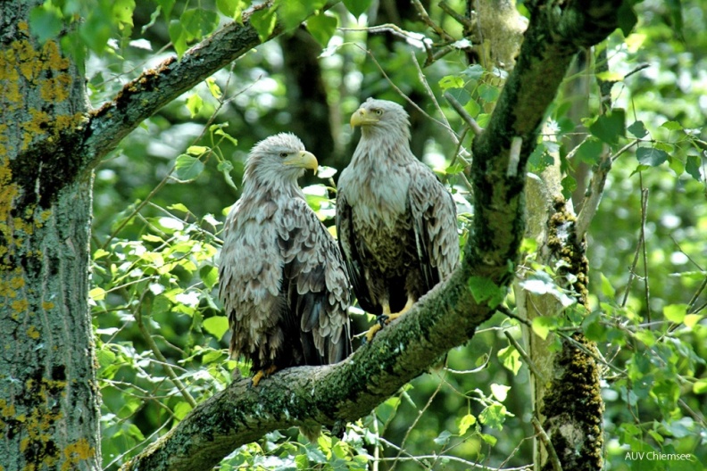 VT_16_Greifvogel-Seeadler(Hauff)-1140pix.jpg