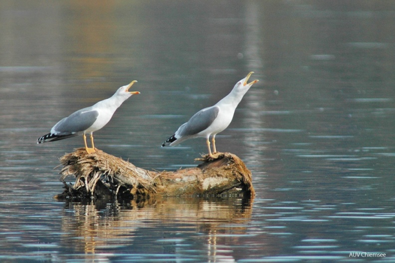 VT_18_Möwe-Mittelmeermöwe(Zi)-1140pix.jpg