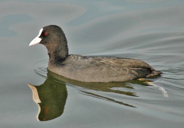 Bläßhuhn