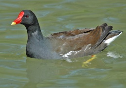 Teichhuhn