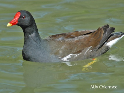 Teichhuhn