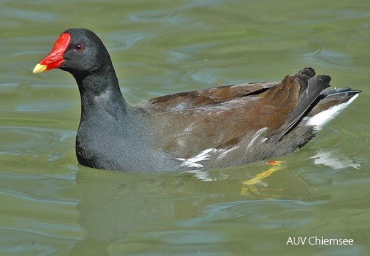 Teichhuhn