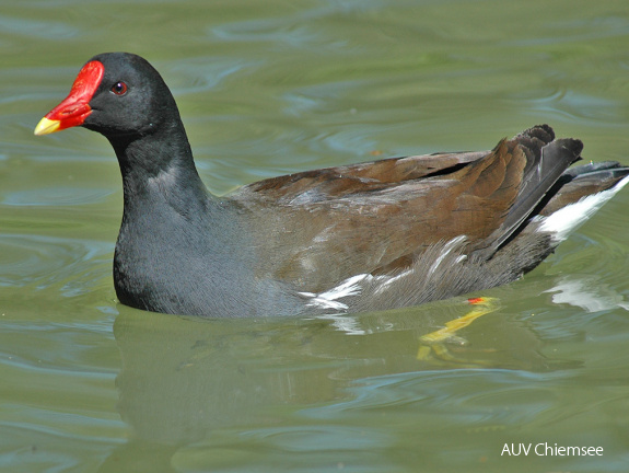 Teichhuhn