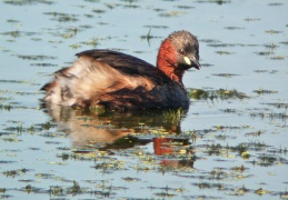 Zwergtaucher